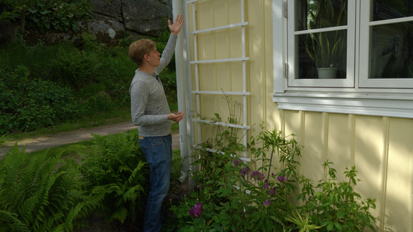 Building a Clematis trellis