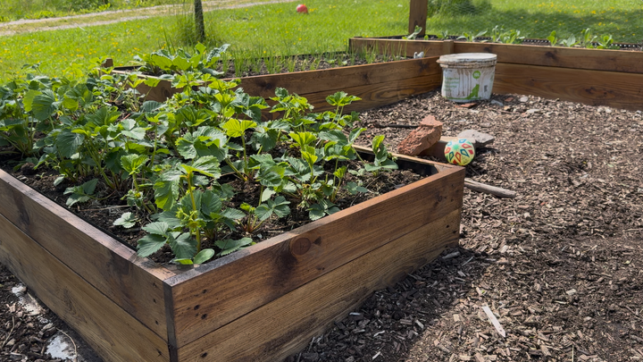 Strawberry plants inside of the garden planters